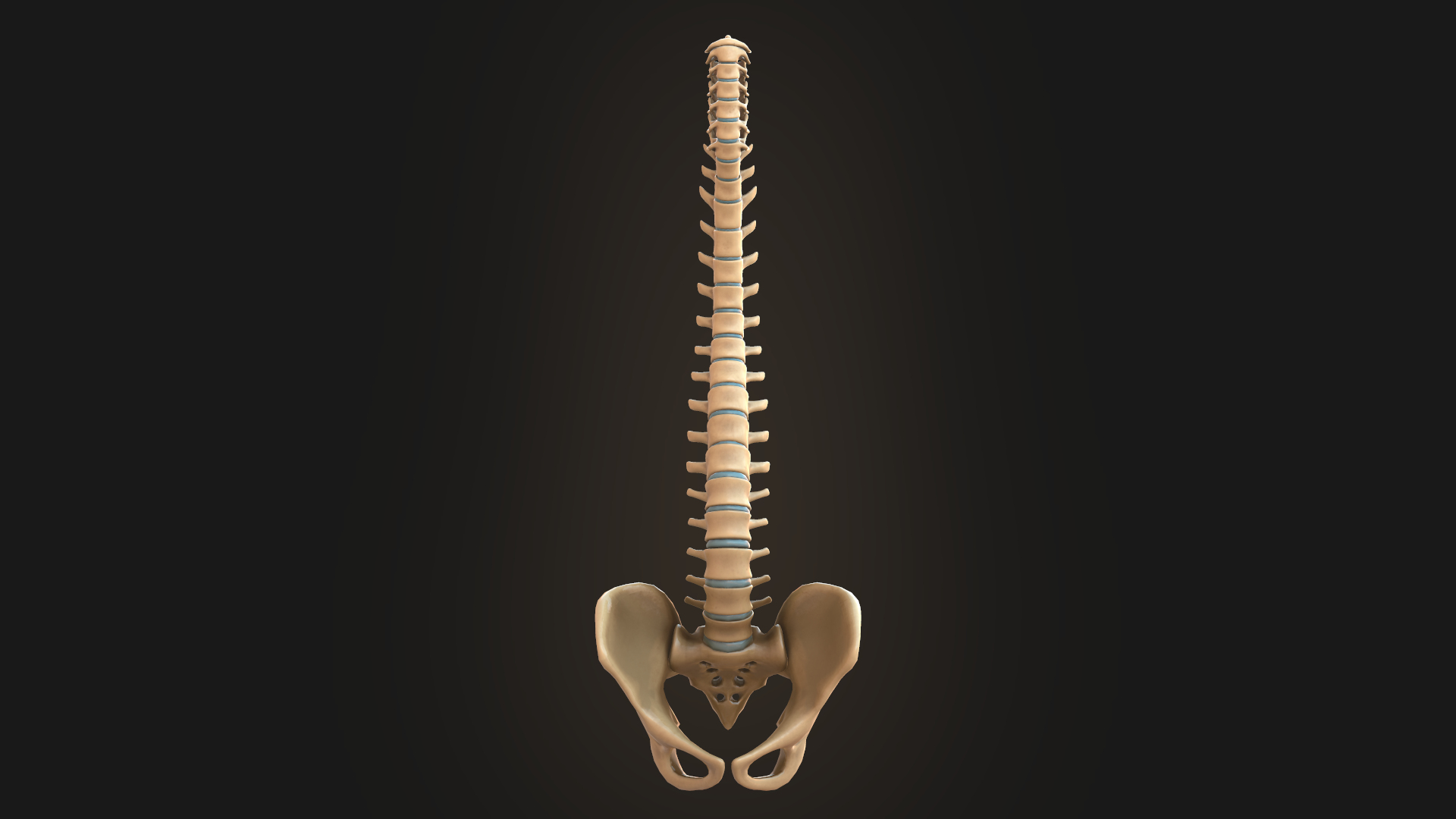 spine anatomy spinal column 3D model https://p.turbosquid.com/ts-thumb/1j/cXEGTi/MoQhqpKa/1/png/1563448689/1920x1080/turn_fit_q99/3c3d067fe98c7fa01aa618352eca0050f0243391/1-1.jpg