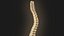 Coluna vertebral anatomia da coluna vertebral