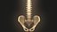 Coluna vertebral anatomia da coluna vertebral
