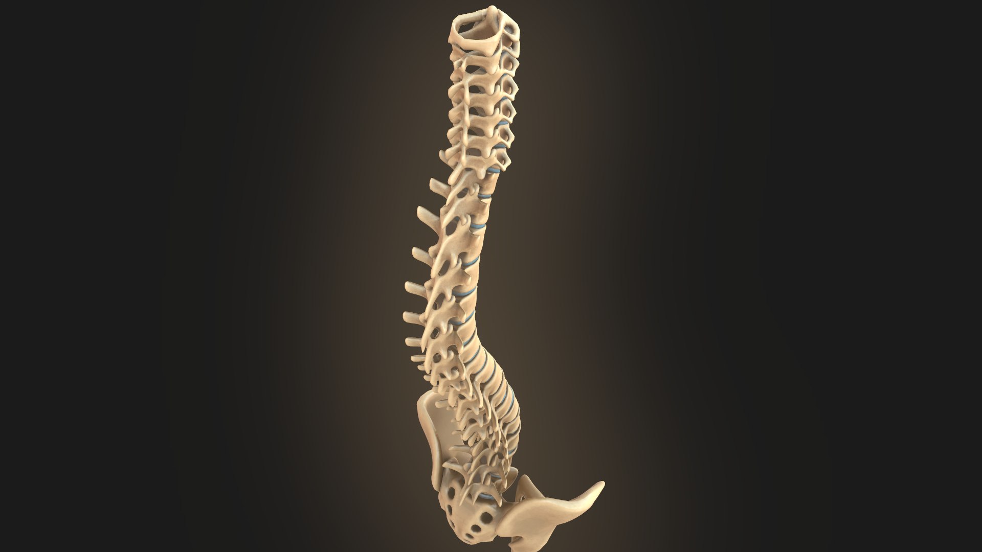 spine anatomy spinal column 3D model https://p.turbosquid.com/ts-thumb/1j/cXEGTi/VmTPc9iP/screenshot034/png/1563448628/1920x1080/fit_q87/b102c872ca197ef230c4499e4f34035700f8f172/screenshot034.jpg