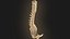 Coluna vertebral anatomia da coluna vertebral