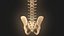 Coluna vertebral anatomia da coluna vertebral