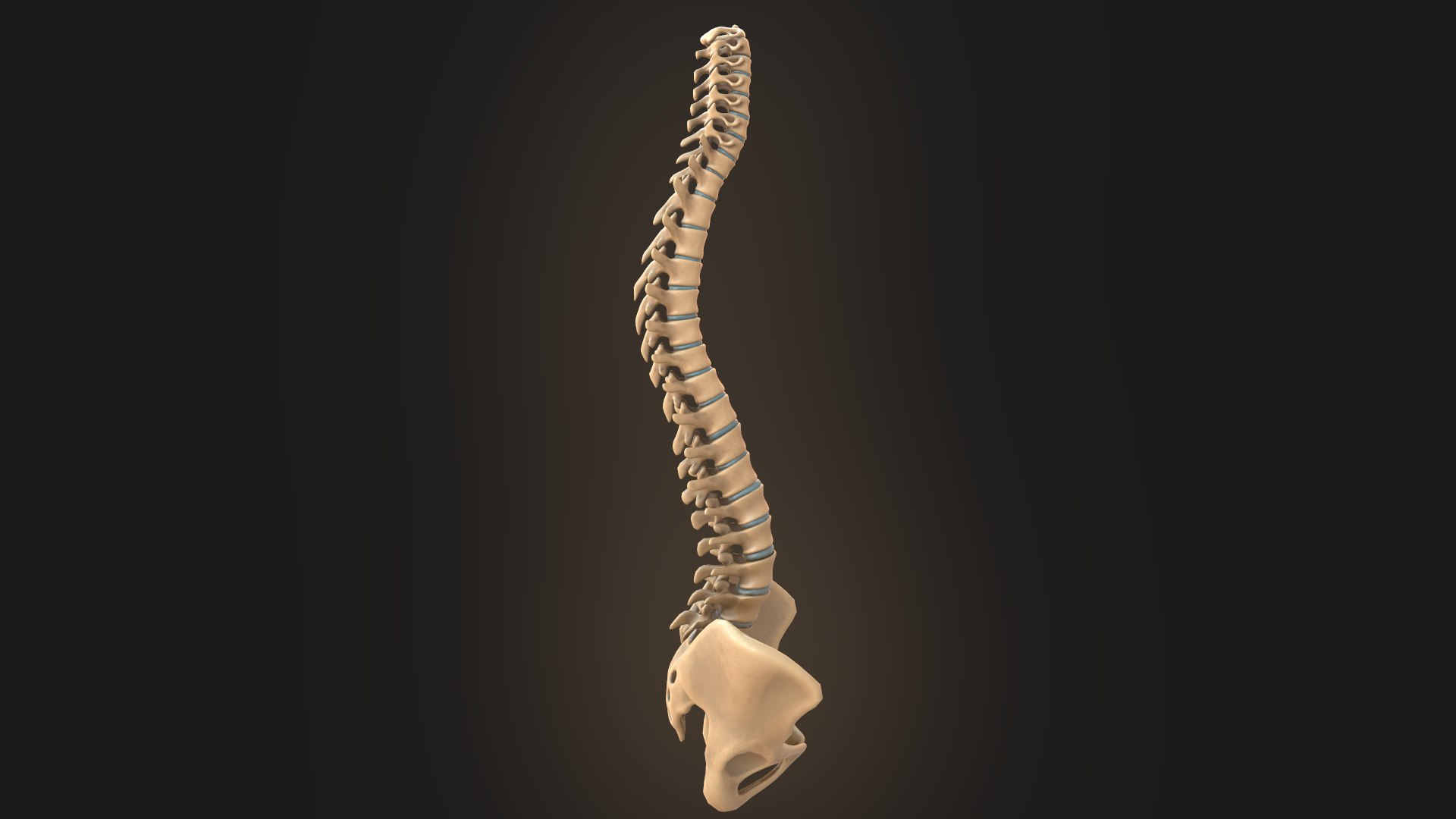 spine anatomy spinal column 3D model https://p.turbosquid.com/ts-thumb/1j/cXEGTi/k9976e4t/3/png/1563448627/1920x1080/fit_q87/058cedc90dd63f6e8a53970741d1034f8c4fc532/3.jpg