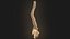 Coluna vertebral anatomia da coluna vertebral