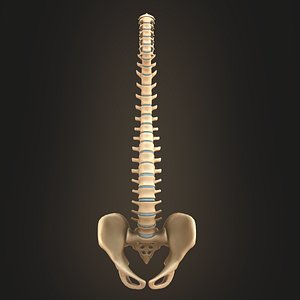spine anatomy spinal column 3D model