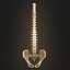 Coluna vertebral anatomia da coluna vertebral
