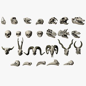 Skull Assets