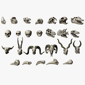Skull Assets