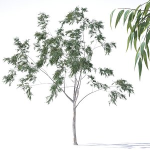 eucalyptus pauciflora tree 3D