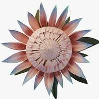 Flower Low Poly PBR Protea