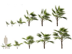 Chuniophoenix hainanensis - Hainan fan palm 03 3D model