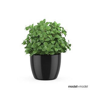 mint pots accessories 3d model