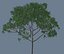 Tree Koompassia malaccensis
