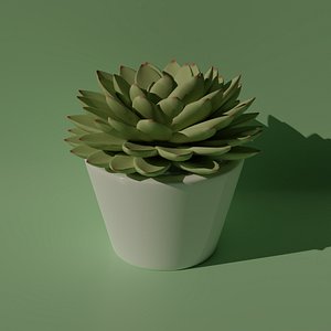3D succulent plant indoor
