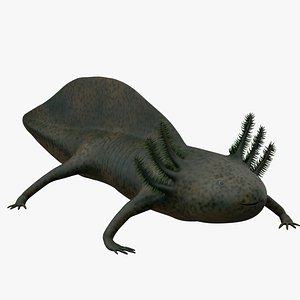 Dark-colored Axolotl