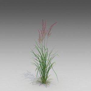 Plant_Feather Reed_1443