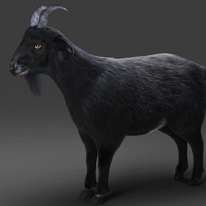 3D 3D Fur Goat 05 NO Rigged in Blender