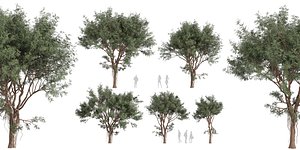 Collection plant vol 584 - Eucalyptus - Chapmaniana - tree - blender model