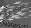 Luxury Chandeliers Mega Collection  Modern and Organic Styles