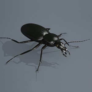 beetle carabus coriaceus c4d