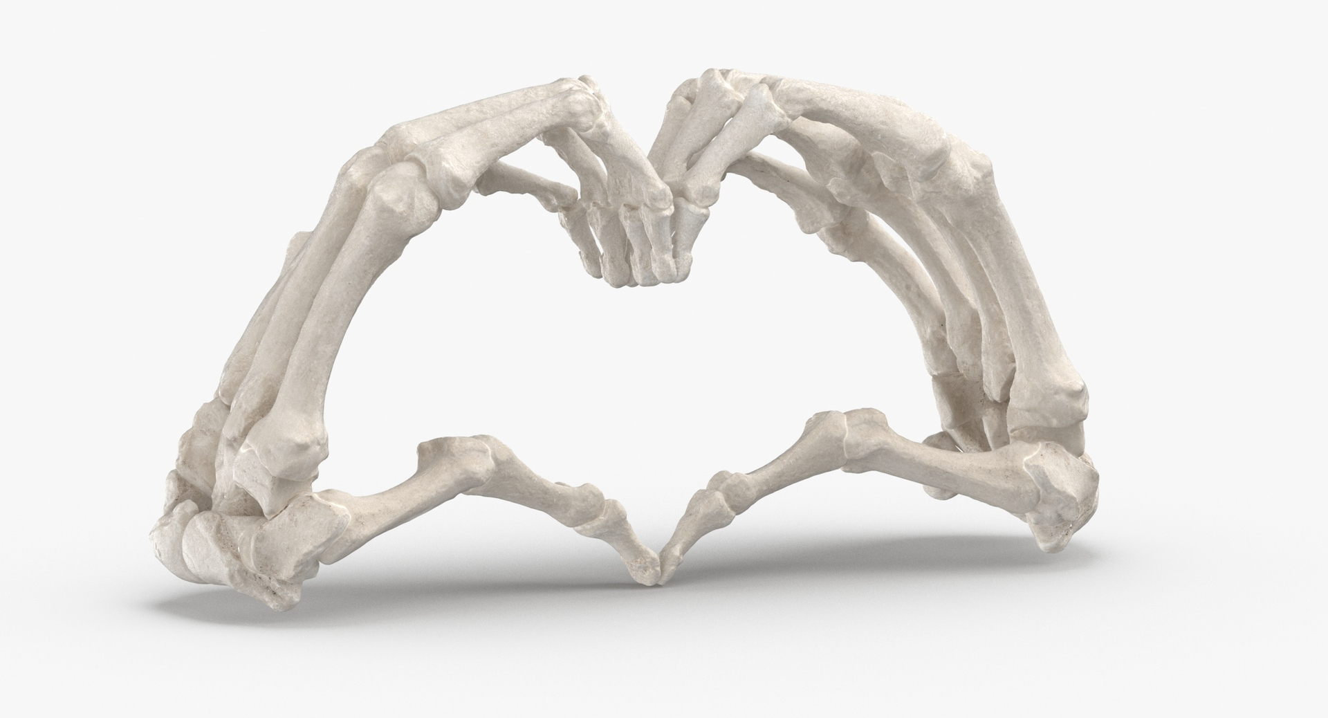 human hand bones white 3D https://p.turbosquid.com/ts-thumb/1k/ies14k/1mBaPMfG/0000/jpg/1597827138/1920x1080/turn_fit_q99/8527b9d35d2a2f05b94a84662f015a868544e948/0000-1.jpg