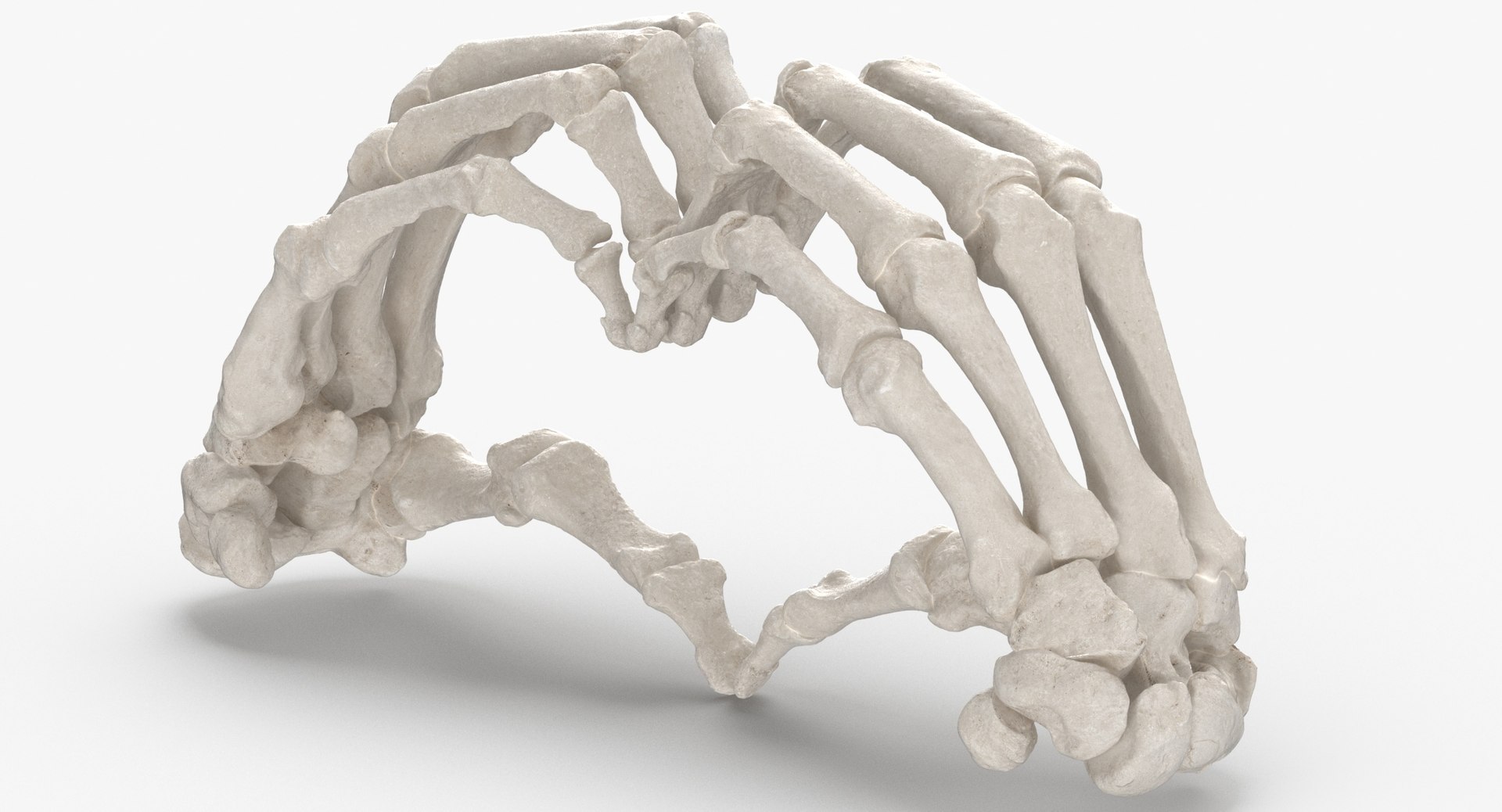 human hand bones white 3D https://p.turbosquid.com/ts-thumb/1k/ies14k/WFB09iCE/human_hand_bones_heart_sign_01_thumbnail_0006/jpg/1597827143/1920x1080/fit_q87/f0375f561bc336e0af8cb51af4ac81e628aae80d/human_hand_bones_heart_sign_01_thumbnail_0006.jpg