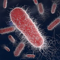 Escherichia Coli