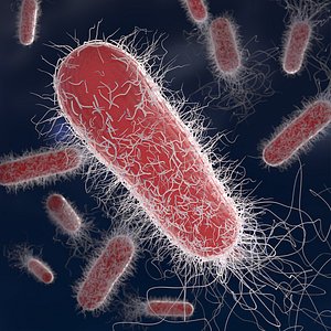 Escherichia Coli