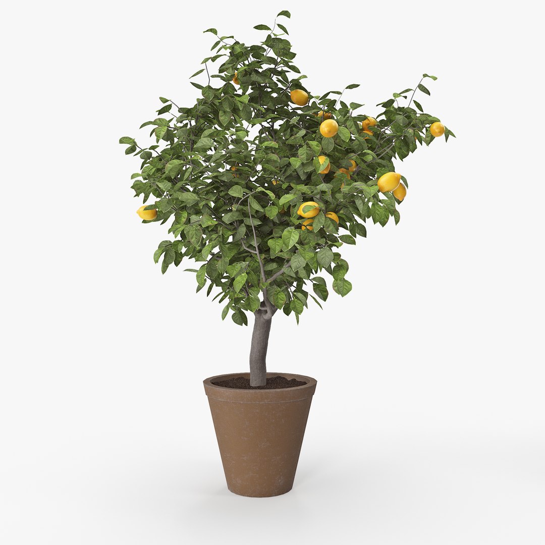 Lemon Trees Pack Model - TurboSquid 1373061