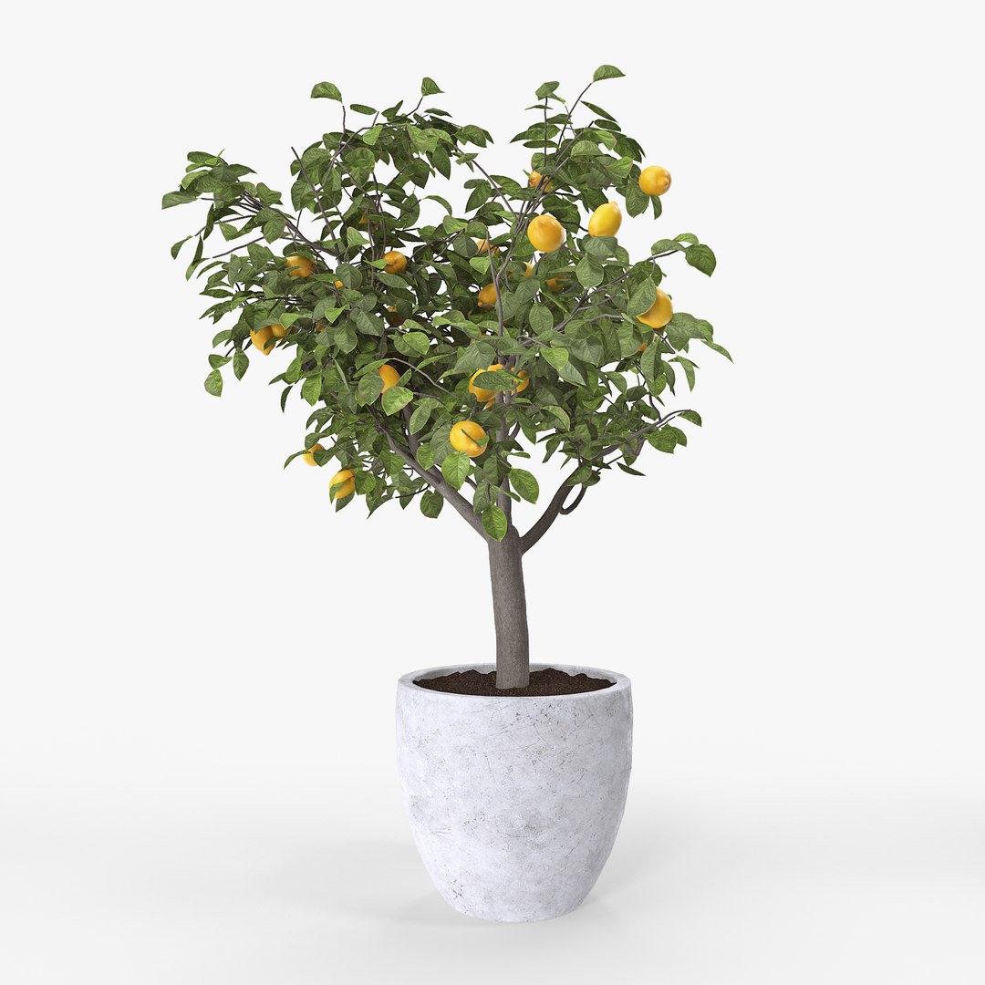 Lemon Trees Pack Model - TurboSquid 1373061