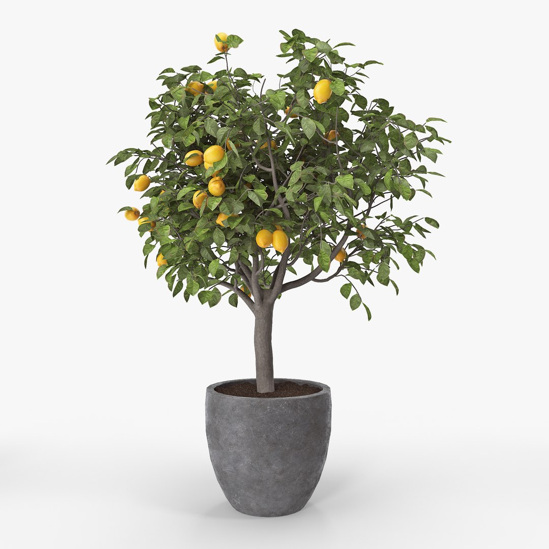 Lemon Trees Pack Model - TurboSquid 1373061