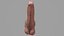 Male Genitals Penis