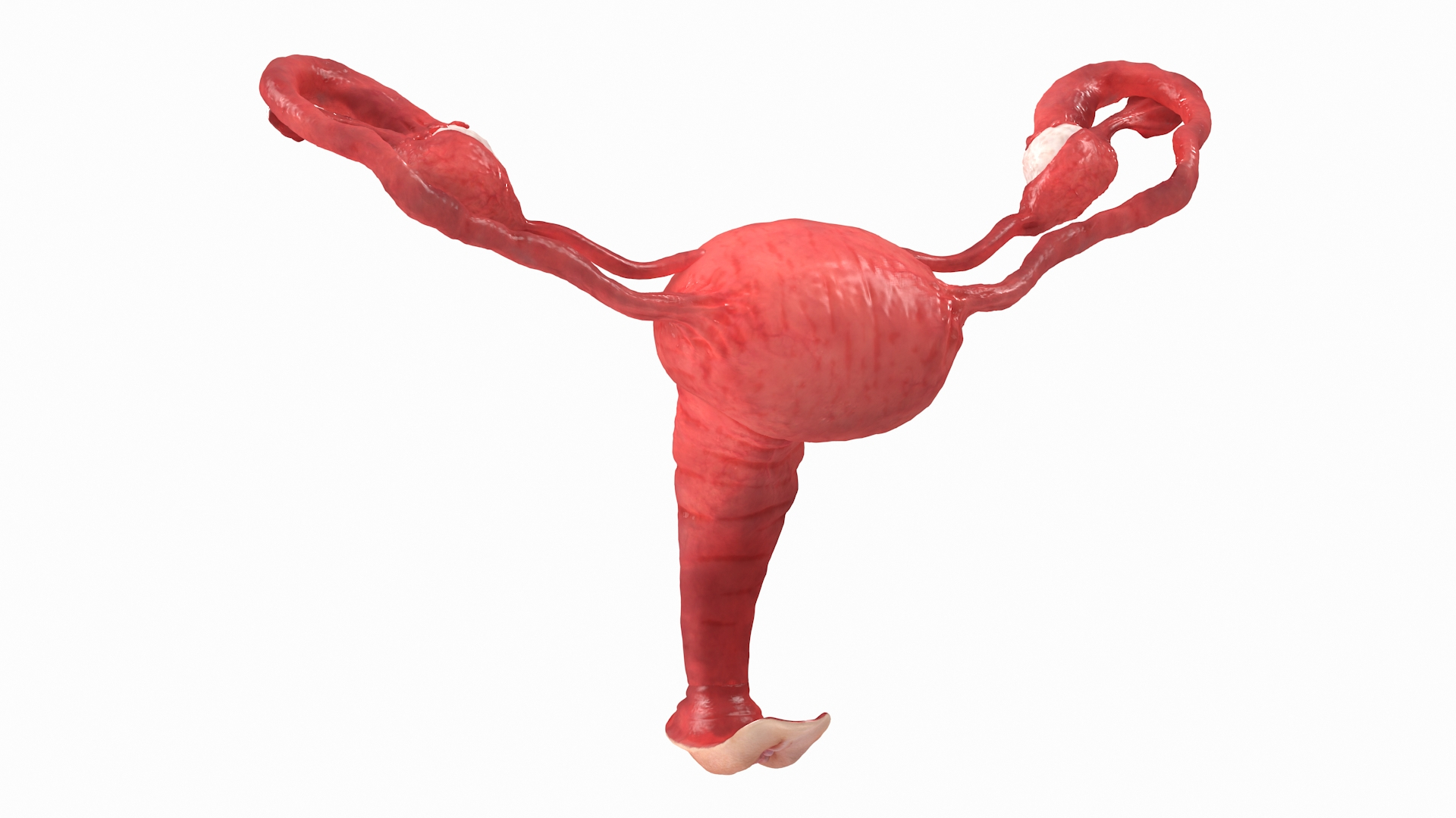 Uterus Anatomy model p.turbosquid.comts-thumb1lNRIEJ96futerus_...
