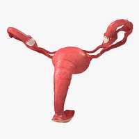Uterus Anatomy