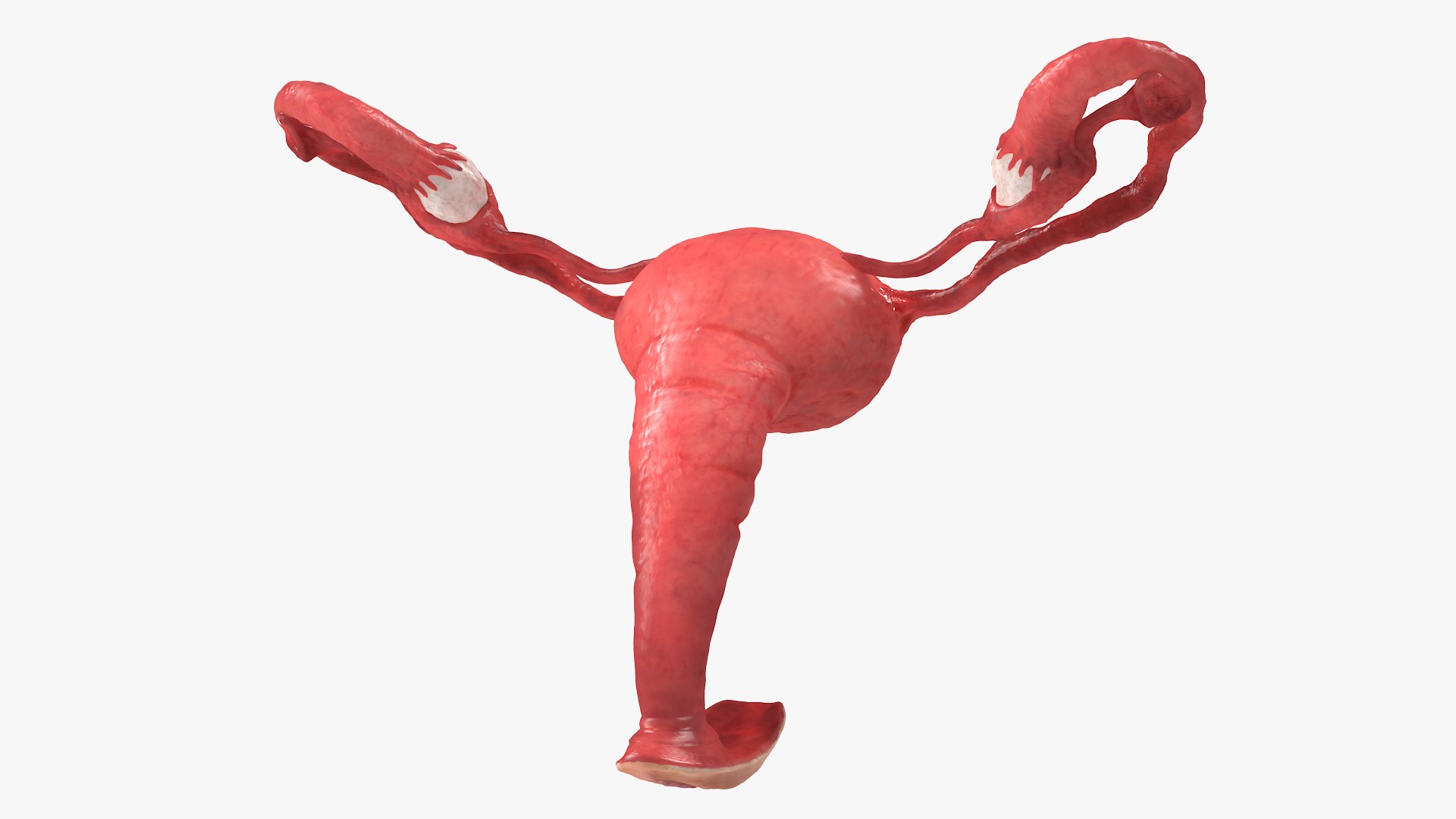 Uterus Anatomy 3D model preview
