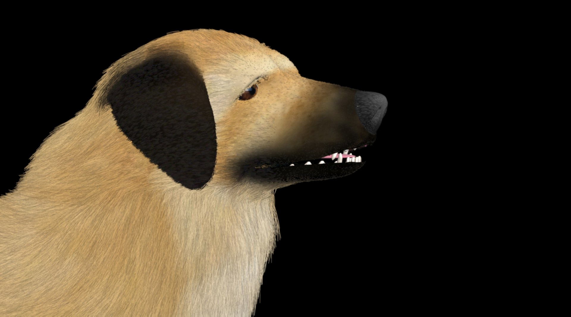 kangal shepherd  dog 3D model https://p.turbosquid.com/ts-thumb/1l/PJNQi3/5x/4/jpg/1707264685/1920x1080/fit_q87/9172efac63757a5565dbb2734d7ce2b232576bea/4.jpg
