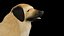 Kangal-Hund