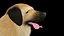 Kangal-Hund