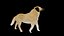 Kangal-Hund