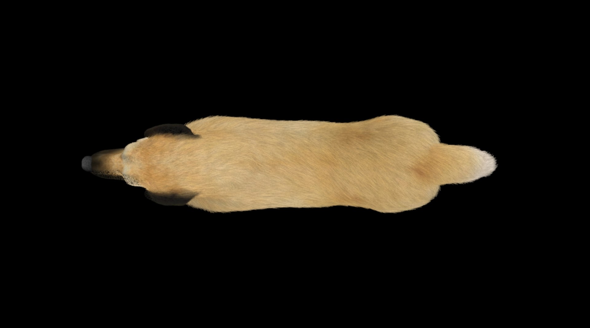 kangal shepherd  dog 3D model https://p.turbosquid.com/ts-thumb/1l/PJNQi3/QT/2/jpg/1707264694/1920x1080/fit_q87/8e454580364c31d7cf21bfd139d86fa7756e4e50/2.jpg