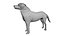 Kangal-Hund
