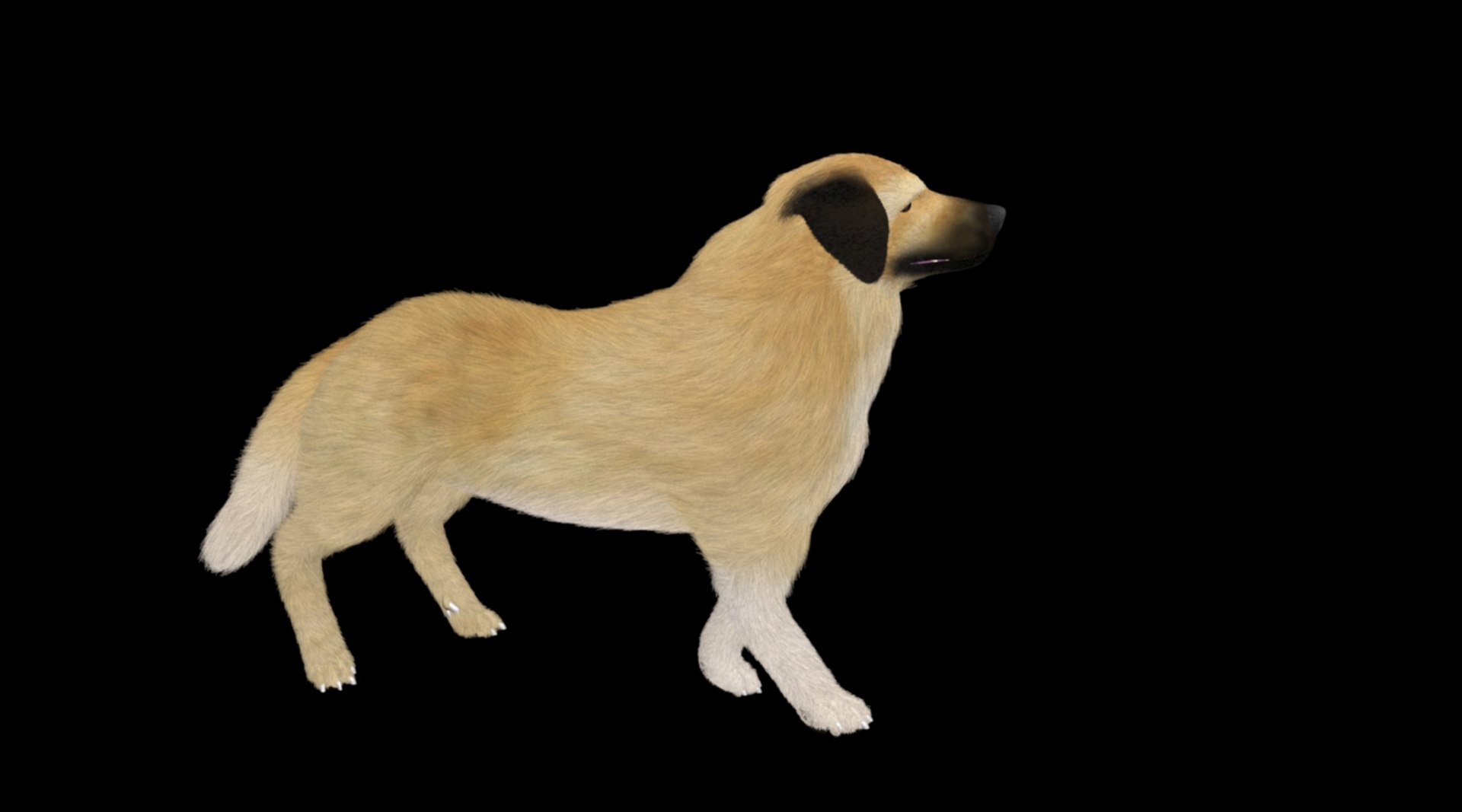kangal shepherd  dog 3D model https://p.turbosquid.com/ts-thumb/1l/PJNQi3/sG/7/jpg/1707264689/1920x1080/fit_q87/25e94c693de2d033c4a3b6db55f49114c21e133a/7.jpg
