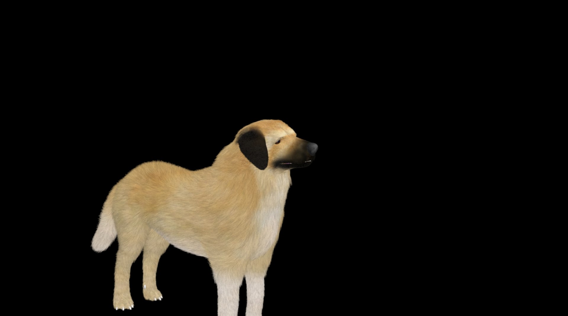 kangal shepherd  dog 3D model https://p.turbosquid.com/ts-thumb/1l/PJNQi3/up/3/jpg/1707264678/1920x1080/fit_q87/acc82aa32f267b42638515bc81b1b63b044e58ae/3.jpg