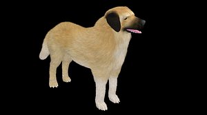 kangal shepherd  dog 3D model