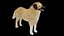 Kangal-Hund