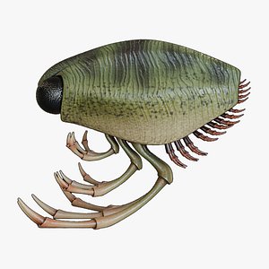 Thylacocephala 3D model