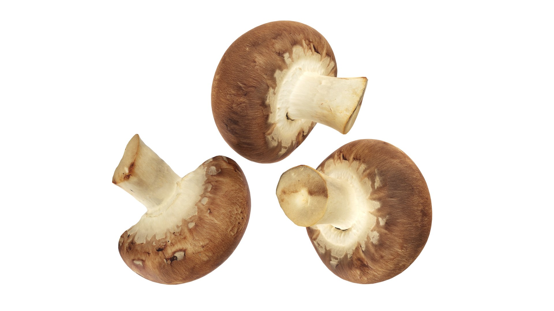 3D model Brown cap mushrooms https://p.turbosquid.com/ts-thumb/1l/WbDeui/cT/004/jpg/1739799438/1920x1080/fit_q87/84271f65467a10ec12cec6b13613b77e7cb490be/004.jpg