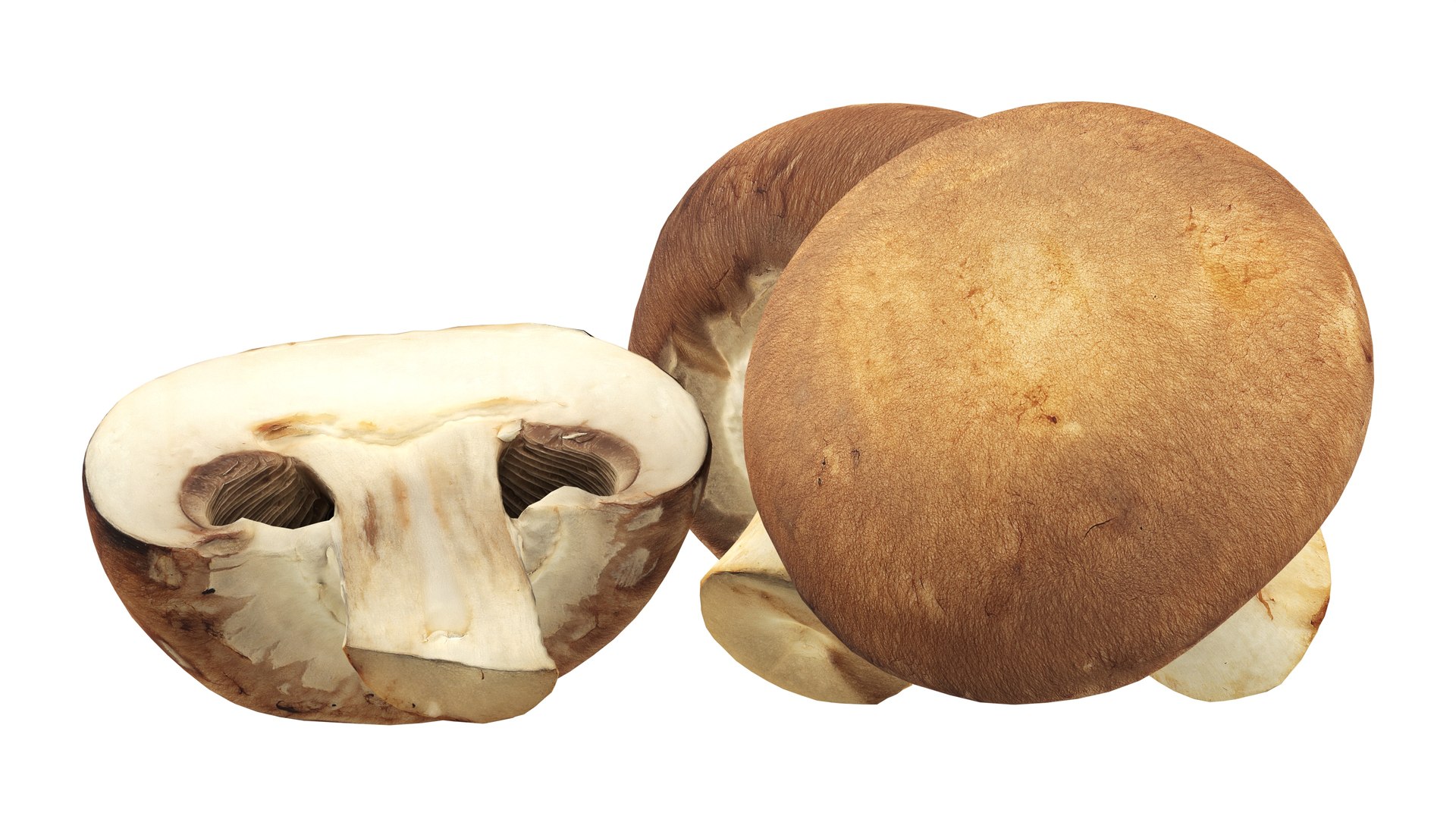 3D model Brown cap mushrooms https://p.turbosquid.com/ts-thumb/1l/WbDeui/o2/005/jpg/1739799442/1920x1080/fit_q87/0d286c79f16159f52bda2aa88d4af3cdc50363f4/005.jpg