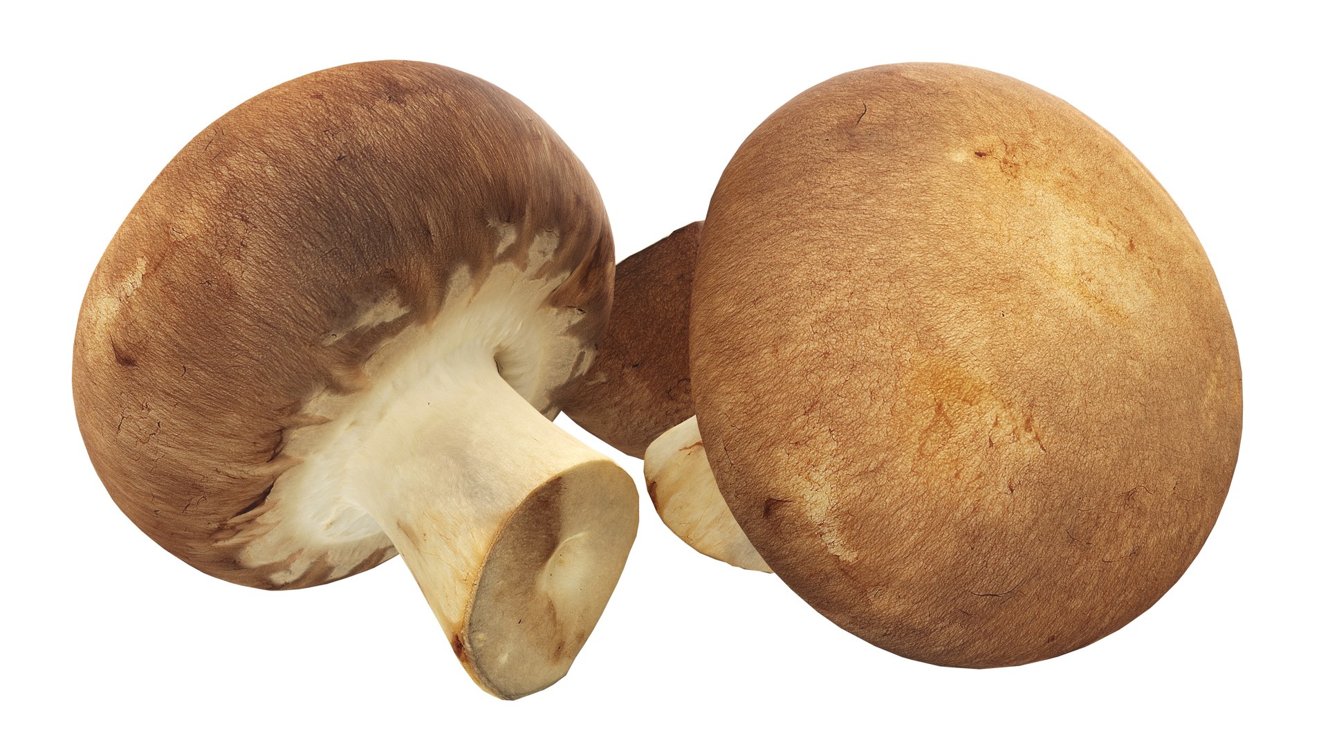 3D model Brown cap mushrooms https://p.turbosquid.com/ts-thumb/1l/WbDeui/ok/003/jpg/1739799436/1920x1080/fit_q87/175e7a13d779f671efa21f4c9974ba0f2b5f6d5e/003.jpg