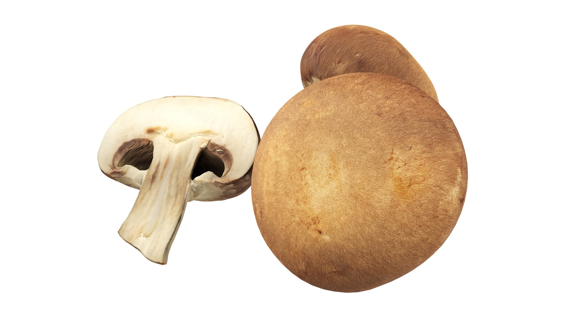 3D model Brown cap mushrooms https://p.turbosquid.com/ts-thumb/1l/WbDeui/x0/002/jpg/1739799433/1920x1080/fit_q87/52c533ea23211b686ed3a2c7217a9f739c8641ba/002.jpg